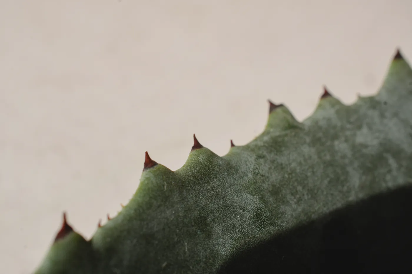 Textura de una hoja de agave Espadín